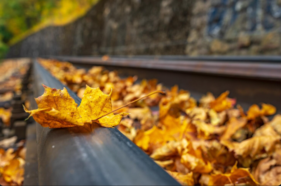 Gutters clogged with leaves